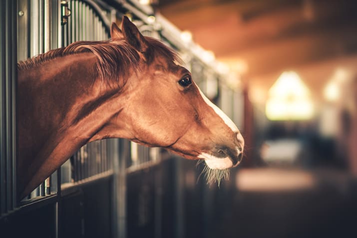 Equine - Horse in stall